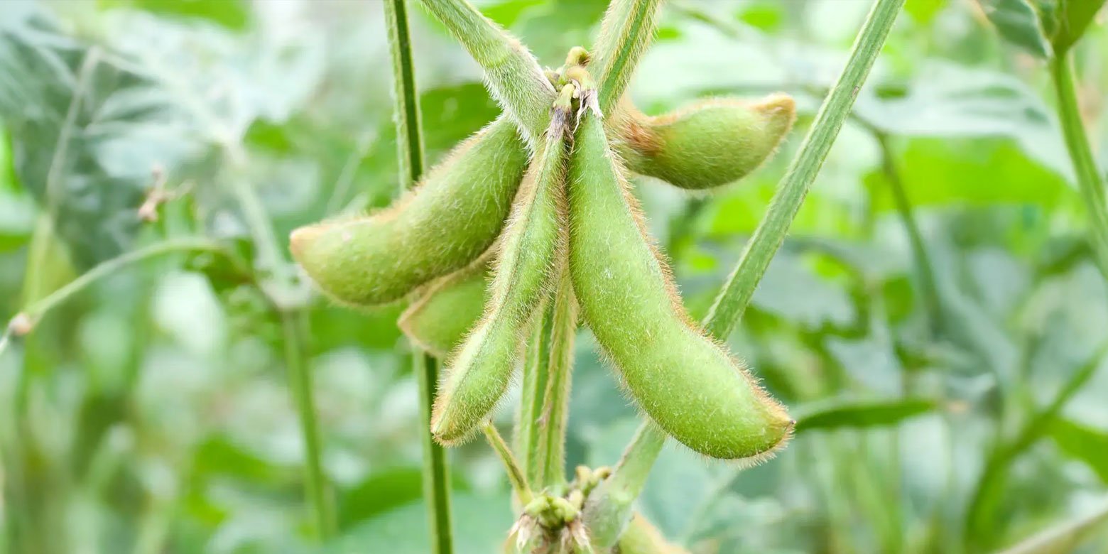 Close up of peas growing on a plant