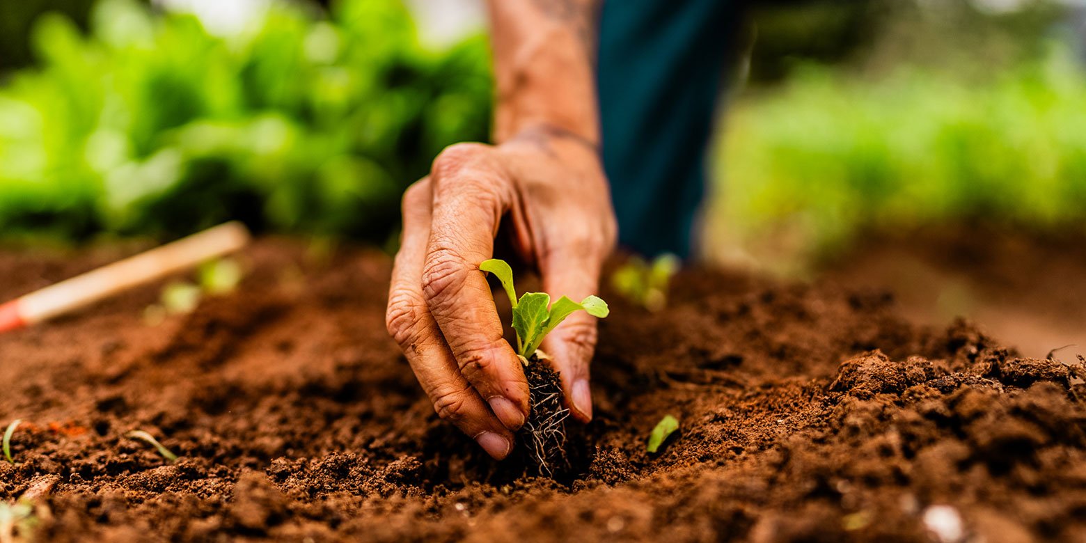 A little plant starting to sprout